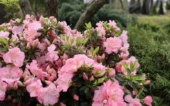 Perfecto Mundo Double Pink Reblooming Azalea - 3 Gallon Pot -Green Haven Shop azalea perfecto mundo double pink 5