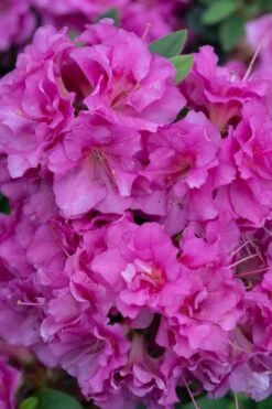 Perfecto Mundo Double Purple Reblooming Azalea - 2 Gallon Pot -Green Haven Shop azalea perfecto mundo double purple 500x750 4