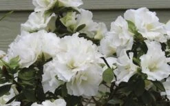 Perfecto Mundo Double White Reblooming Azalea - 3 Gallon Pot -Green Haven Shop azalea perfecto mundo double white 9