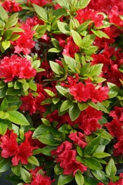 Perfecto Mundo Red Reblooming Azalea - 1 Gallon Pot -Green Haven Shop azalea perfecto mundo red 2 2