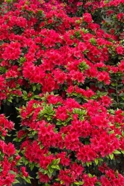 Perfecto Mundo Red Reblooming Azalea - 2 Gallon Pot -Green Haven Shop azalea perfecto mundo red 5