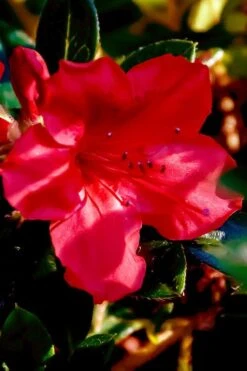 Perfecto Mundo Red Reblooming Azalea - 3 Gallon Pot -Green Haven Shop azalea perfecto mundo red 6 1