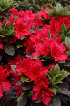Perfecto Mundo Red Reblooming Azalea - 2 Gallon Pot -Green Haven Shop azalea perfecto mundo red 8