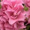 Perfecto Mundo Double Pink Reblooming Azalea - 2 Gallon Pot