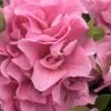 Perfecto Mundo Double Pink Reblooming Azalea - 3 Gallon Pot