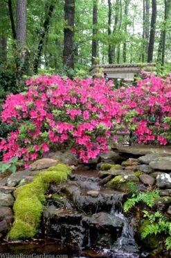 Pink Formosa Azalea - 1 Gallon Pot -Green Haven Shop azalea pink formosa 2