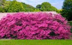 Pink Formosa Azalea - 1 Gallon Pot -Green Haven Shop azalea pink formosa 4