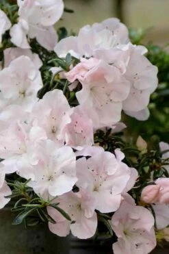 Tsuki No Shimo Satsuki Azalea - 3 Gallon Pot 17 Tsuki No Shimo Satsuki Azalea - 3 Gallon Pot -Green Haven Shop azalea satsuki tsuki no shimo 100 1