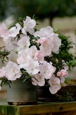 Tsuki No Shimo Satsuki Azalea - 1 Gallon Pot -Green Haven Shop azalea satsuki tsuki no shimo 101