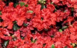 Stewartstonian Azalea - 3 Gallon Pot -Green Haven Shop azalea stewartstonian 4