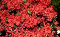 Stewartstonian Azalea - 3 Gallon Pot -Green Haven Shop azalea stewartstonian 6