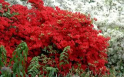 Stewartstonian Azalea - 3 Gallon Pot -Green Haven Shop azalea stewartstonian 7