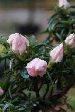 Tsuki No Shimo Satsuki Azalea - 3 Gallon Pot 20 Tsuki No Shimo Satsuki Azalea - 3 Gallon Pot -Green Haven Shop azalea tsuki no shimo 2 1