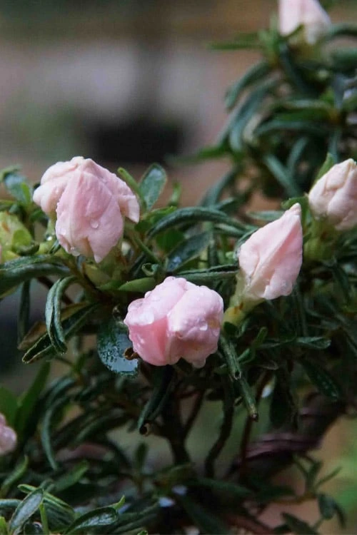 Tsuki No Shimo Satsuki Azalea - 3 Gallon Pot 10 Tsuki No Shimo Satsuki Azalea - 3 Gallon Pot - Image 10