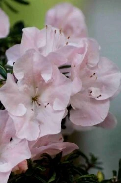 Tsuki No Shimo Satsuki Azalea - 3 Gallon Pot 14 Tsuki No Shimo Satsuki Azalea - 3 Gallon Pot -Green Haven Shop azalea tsuki no shimo 3 1