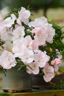 Tsuki No Shimo Satsuki Azalea - 3 Gallon Pot 18 Tsuki No Shimo Satsuki Azalea - 3 Gallon Pot -Green Haven Shop azalea tsuki no shimo 6 1