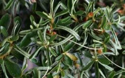 Tsuki No Shimo Satsuki Azalea - 3 Gallon Pot 15 Tsuki No Shimo Satsuki Azalea - 3 Gallon Pot -Green Haven Shop azalea tsuki no shimo 7 1