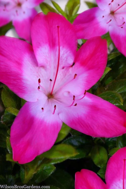 Vibrant Azalea (Harris Hybrid) - 3 Gallon Pot 1 Vibrant Azalea (Harris Hybrid) - 3 Gallon Pot
