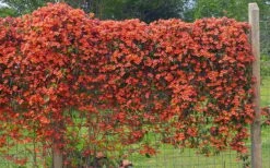 Tangerine Beauty Crossvine Bignonia - 5 Gallon Pot -Green Haven Shop bignonia capreolata tangerine beauty crossvine 101