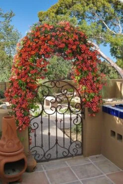 Tangerine Beauty Crossvine Bignonia - 5 Gallon Pot -Green Haven Shop bignonia capreolata tangerine beauty crossvine 110