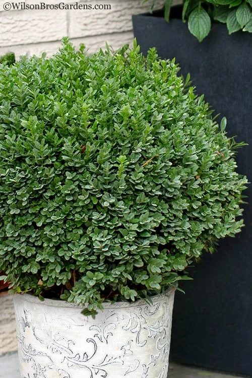 Korean Dwarf Boxwood - Buxus Sinica Var. Insularis 'Nana' - 1 Gallon Pot 1 Korean Dwarf Boxwood - Buxus Sinica Var. Insularis 'Nana' - 1 Gallon Pot