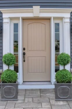 Common Boxwood 2-Ball Poodle Tier Topiary (Buxus Sempervirens) - 3 Gallon Pot (Short) -Green Haven Shop boxwood two ball poodle tier 2