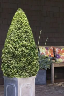 Variegated Boxwood (Buxus Sempervirens 'Aureovariegata') - 2 Gallon Pot - SALE -Green Haven Shop boxwood variegated cone 2 2