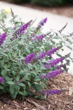 Lo & Behold Blue Chip Junior Butterfly Bush - 3 Gallon Pot