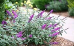 Lo & Behold Blue Chip Junior Butterfly Bush - 3 Gallon Pot -Green Haven Shop buddleia blue chip junior butterfly bush 7 1