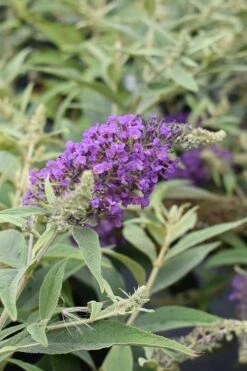 Lo & Behold Blue Chip Junior Butterfly Bush - 3 Gallon Pot -Green Haven Shop buddleia blue chip junior butterfly bush 8 1
