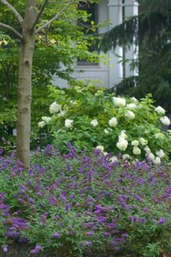 Lo & Behold Blue Chip Junior Butterfly Bush - 3 Gallon Pot -Green Haven Shop buddleia blue chip junior butterfly bush 9 1