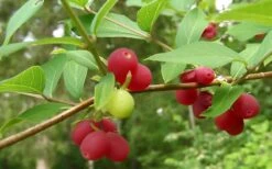 Fragrant Winter Honeysuckle Bush (Lonicera Fragrantissima) - 3 Gallon Pot -Green Haven Shop bush fragrant honeysuckle 3 800x500 1