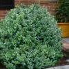 Gordo Boxwood - 6 Pack Of 1 Gallon Pots