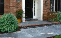 Gordo Boxwood - 5 Pack Of Quart Pots -Green Haven Shop buxus gordo boxwood 2 1