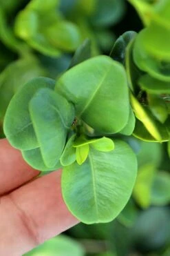 Gordo Boxwood - 1 Gallon Pot -Green Haven Shop buxus gordo boxwood 3