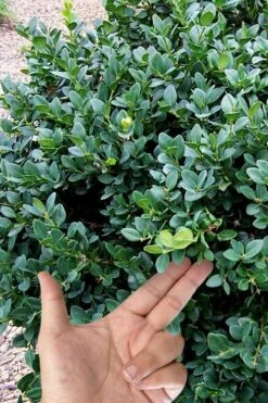 Gordo Boxwood - 6 Pack Of 1 Gallon Pots -Green Haven Shop buxus gordo boxwood 4 2