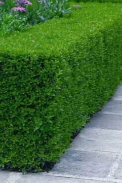 Gordo Boxwood - 6 Pack Of 1 Gallon Pots -Green Haven Shop buxus gordo boxwood 5 2