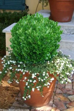 Richard Boxwood (Buxus Harlandii) - 3 Gallon Pot -Green Haven Shop buxus harlandii richard dwarf boxwood 4