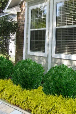 Richard Boxwood (Buxus Harlandii) - 3 Gallon Pot -Green Haven Shop buxus harlandii richard dwarf boxwood 5