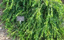 Unraveled Weeping Boxwood - 3 Gallon Pot 13 Unraveled Weeping Boxwood - 3 Gallon Pot -Green Haven Shop buxus microphylla japonica unraveled boxwood 4