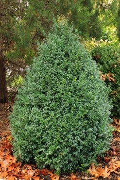 John Baldwin Boxwood - 1 Gallon Pot -Green Haven Shop buxus microphylla john baldwin boxwood 6