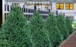 John Baldwin Boxwood - 1 Gallon Pot -Green Haven Shop buxus microphylla john baldwin boxwood 8