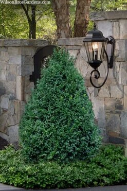 John Baldwin Pyramidal Boxwood - 3 Gallon Pot -Green Haven Shop buxus microphylla john baldwin boxwood 9 1