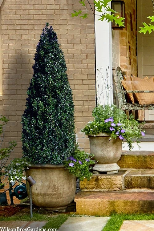 Arctic Emerald Columnar Boxwood - 6 Pack Of 1 Gallon Pots 1 Arctic Emerald Columnar Boxwood - 6 Pack Of 1 Gallon Pots