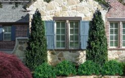 Arctic Emerald Columnar Boxwood - 6 Pack Of 1 Gallon Pots 10 Arctic Emerald Columnar Boxwood - 6 Pack Of 1 Gallon Pots -Green Haven Shop buxus sempervirens arctic emerald boxwood 103