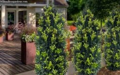 Arctic Emerald Columnar Boxwood - 1 Gallon Pot -Green Haven Shop buxus sempervirens arctic emerald boxwood 105 1