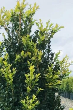 Arctic Emerald Columnar Boxwood - 1 Gallon Pot -Green Haven Shop buxus sempervirens arctic emerald boxwood 12 1