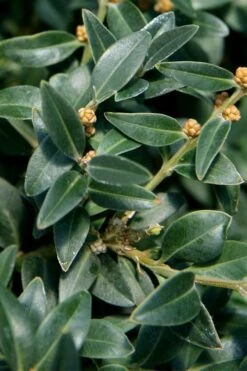 Arctic Emerald Columnar Boxwood - 6 Pack Of 1 Gallon Pots 13 Arctic Emerald Columnar Boxwood - 6 Pack Of 1 Gallon Pots -Green Haven Shop buxus sempervirens arctic emerald boxwood 16