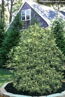 Golden Weeping Boxwood (Buxus Sempervirens 'Aurea Pendula') - 1 Gallon Pot -Green Haven Shop buxus sempervirens aurea pendula variegated weeping boxwood 3