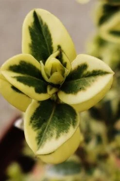 Variegated Boxwood (Buxus Sempervirens 'Aureovariegata') - 2 Gallon Pot -Green Haven Shop buxus sempervirens aureovariegata variegated boxwood 1 1